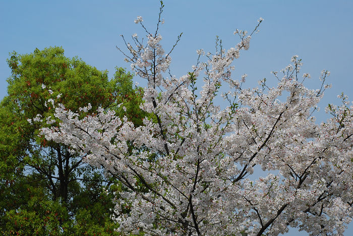 nEO_IMG_DSC_4787.jpg
