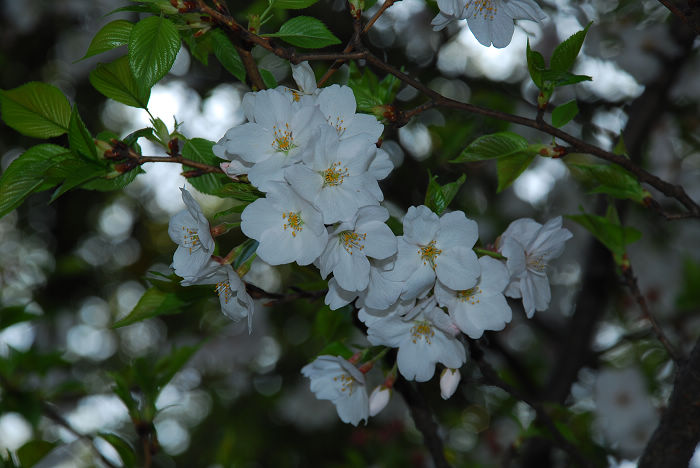 nEO_IMG_DSC_4762.jpg