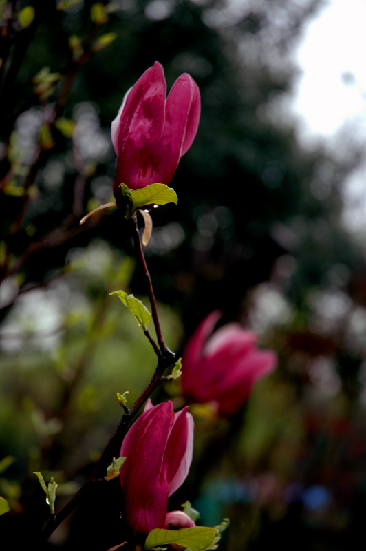 DSC_3179.jpg