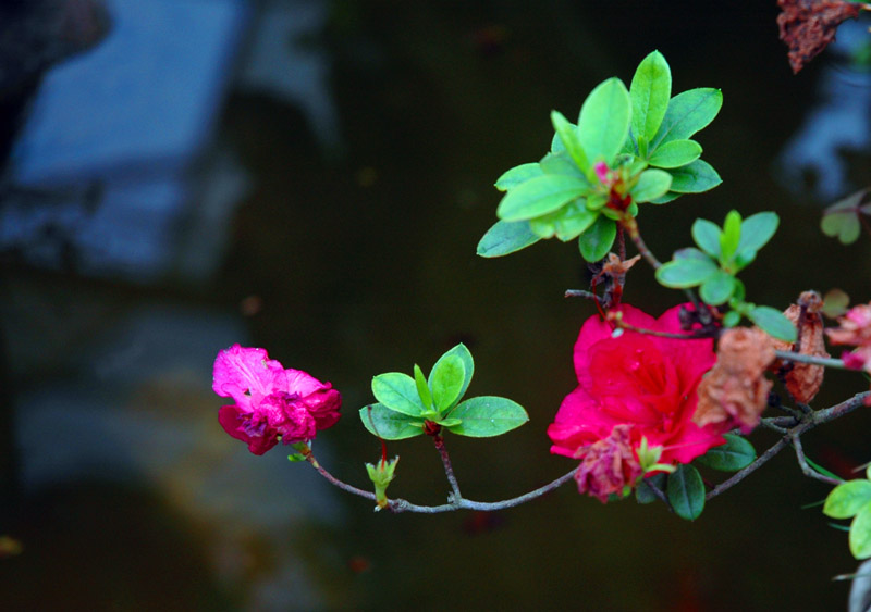 DSC_3176.jpg