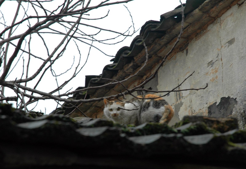 DSC_3305.jpg