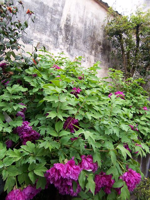 100_3093.JPG