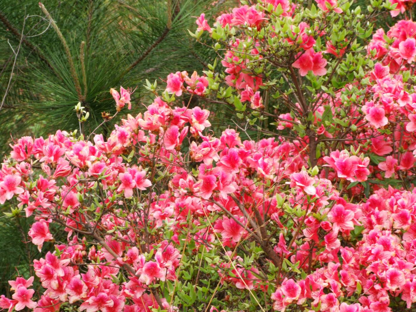 DSCF5255.JPG