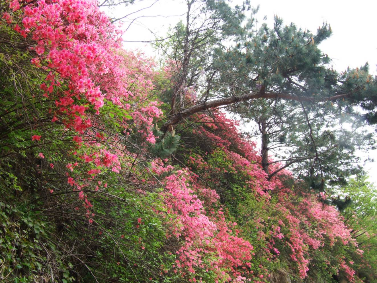 DSCF5331.jpg