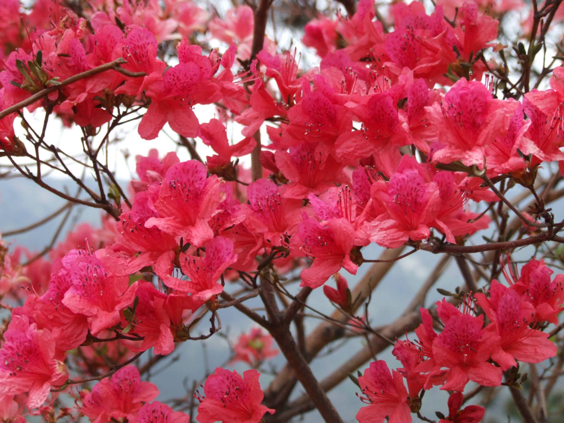DSCF5346.jpg