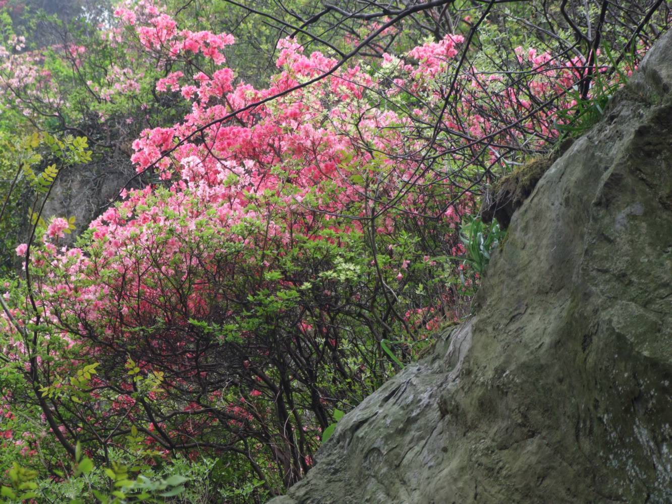 DSCF5305.jpg