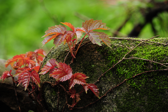 DSC_1732.jpg