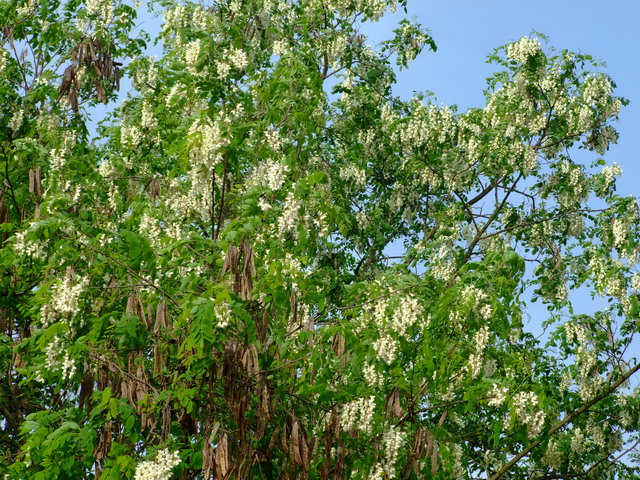 DSCF3700.jpg