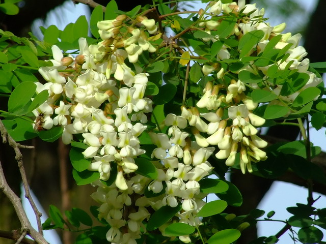 DSCF3692.jpg
