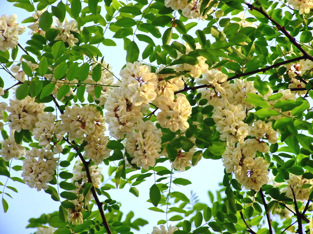DSCF3784.jpg