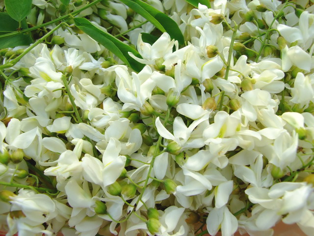DSCF3781.jpg