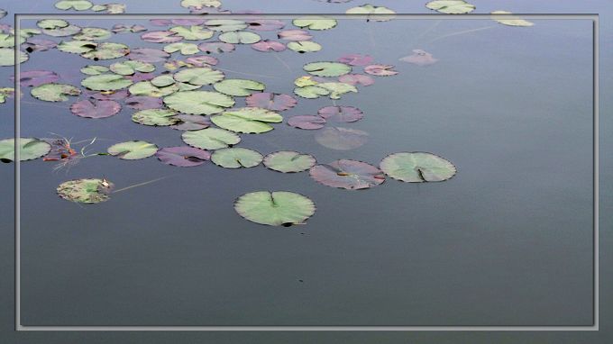浮萍