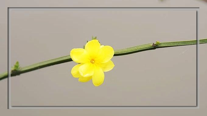 小花也迎春！