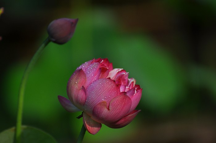 DSC_0026.jpg
