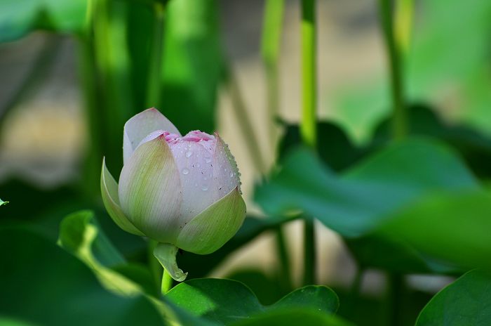 DSC_0008.jpg