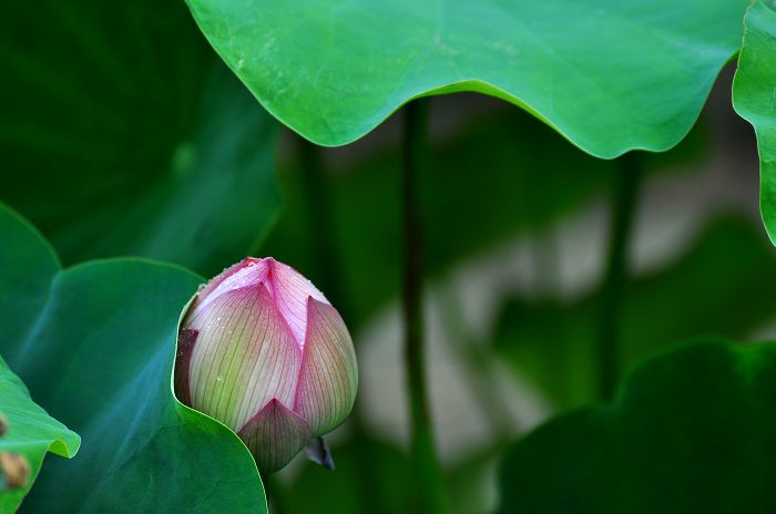 DSC_0057.jpg