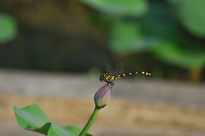DSC_0046.jpg