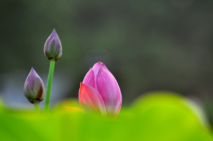 DSC_0077.jpg