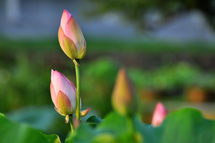 DSC_0074.jpg
