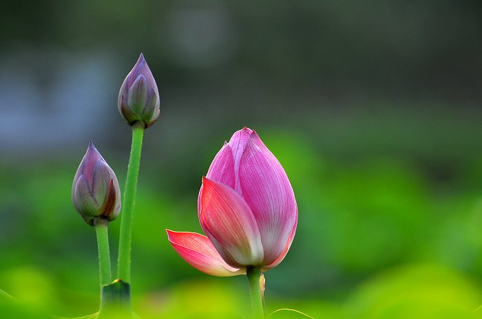 DSC_0078.jpg