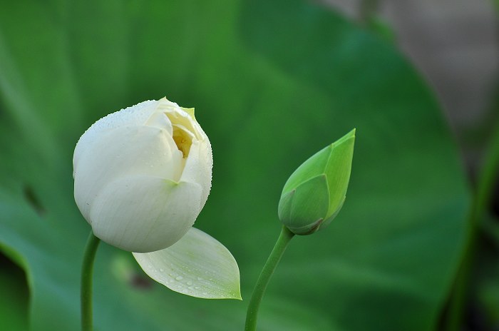 DSC_0069.jpg