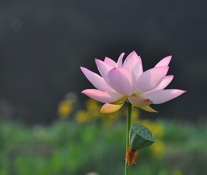 DSC_0132.jpg