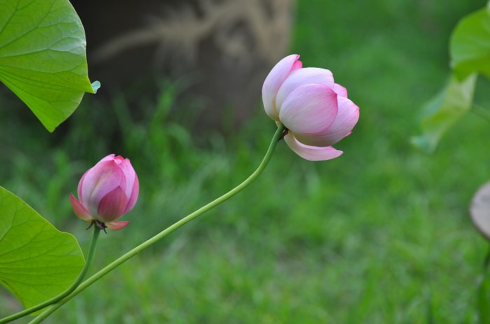 DSC_0102.jpg
