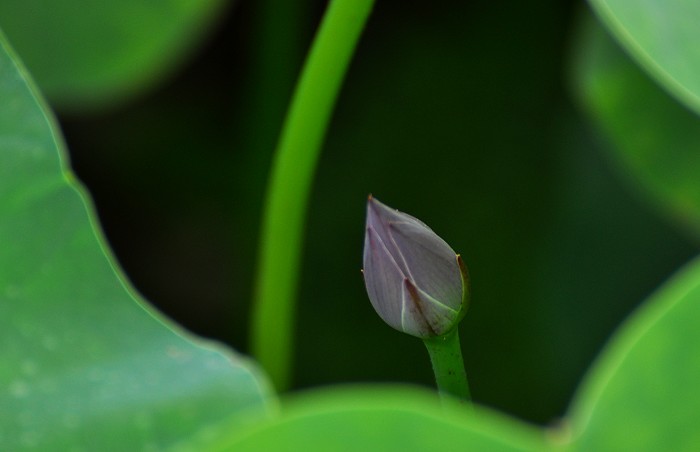 DSC_0099.jpg