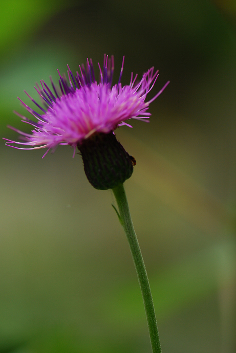 DSC_0013.jpg