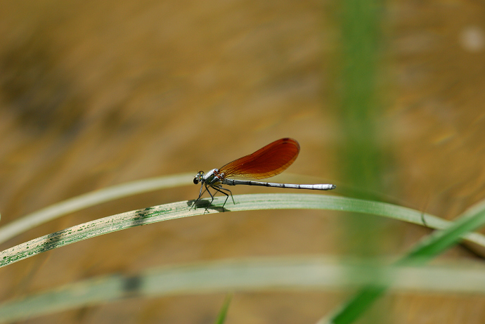 DSC_0039.jpg
