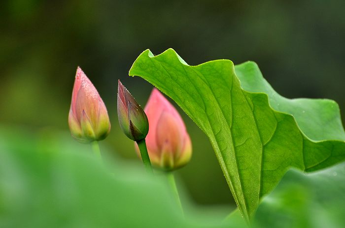 DSC_0220.jpg