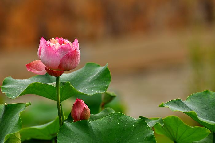 DSC_0240.jpg