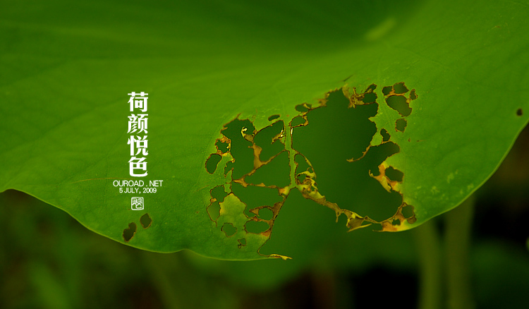 莲华lotus