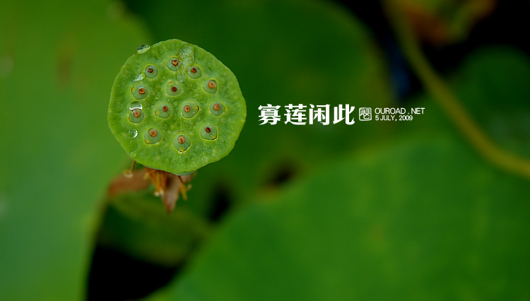 莲华lotus