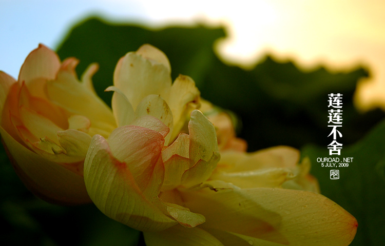 莲华lotus