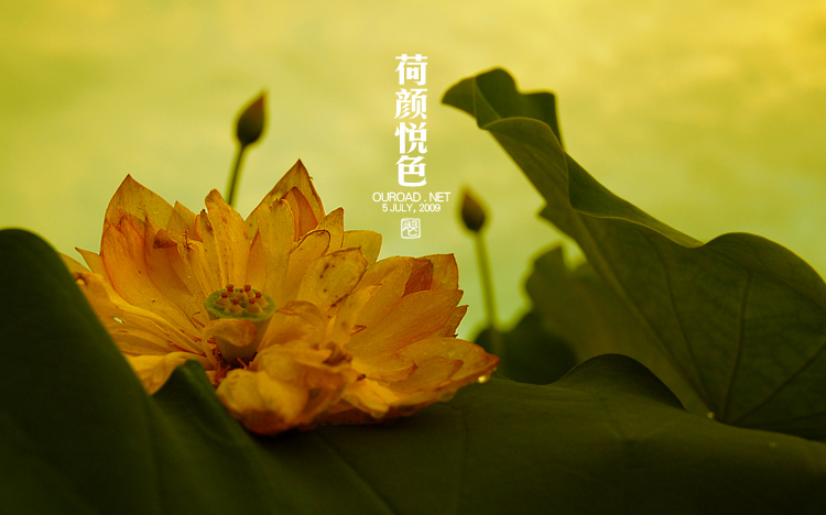莲华lotus