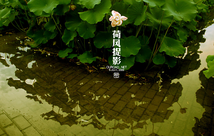 莲华lotus