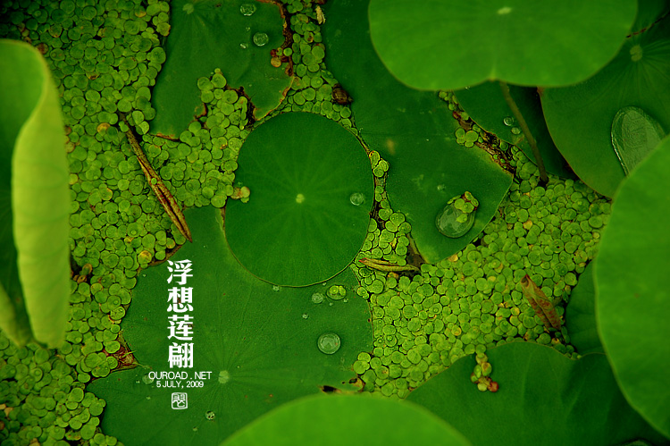 莲华lotus