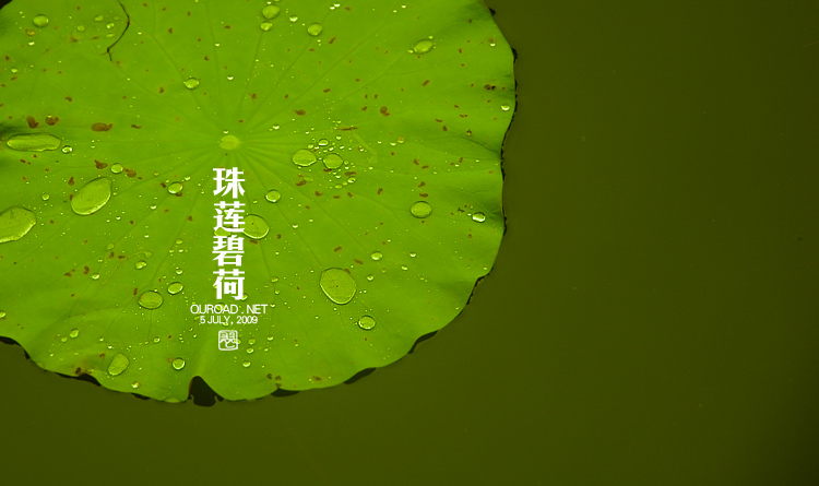 莲华lotus