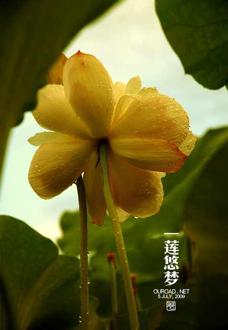 莲华lotus