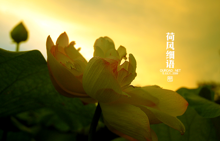 莲华lotus