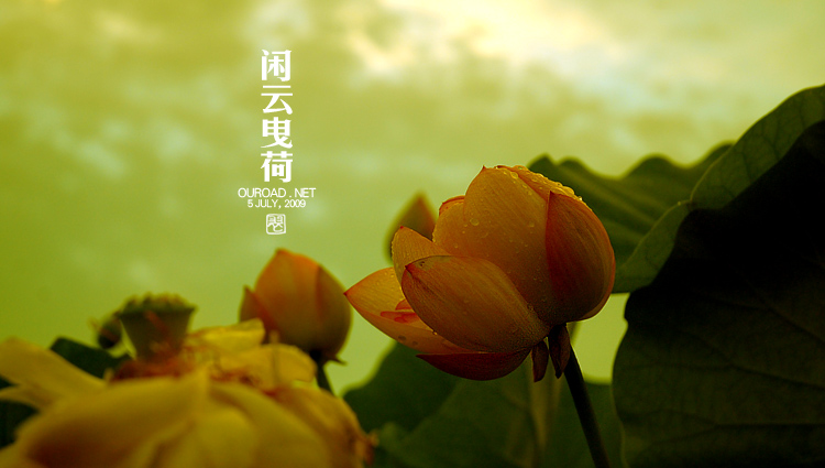 莲华lotus