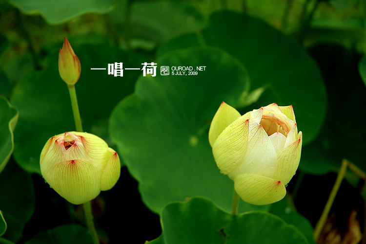 莲华lotus