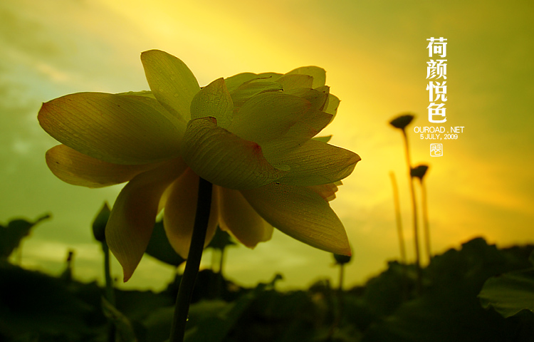 莲华lotus