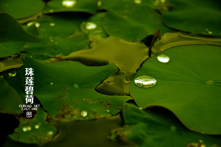 莲华lotus