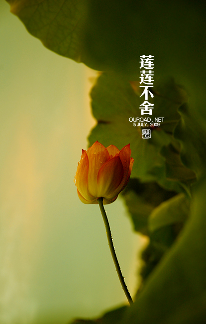 莲华lotus