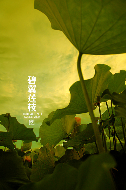 莲华lotus