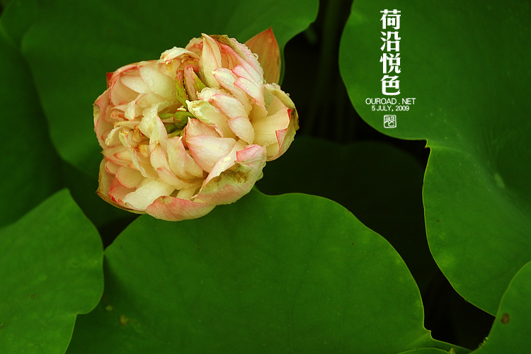 莲荷
