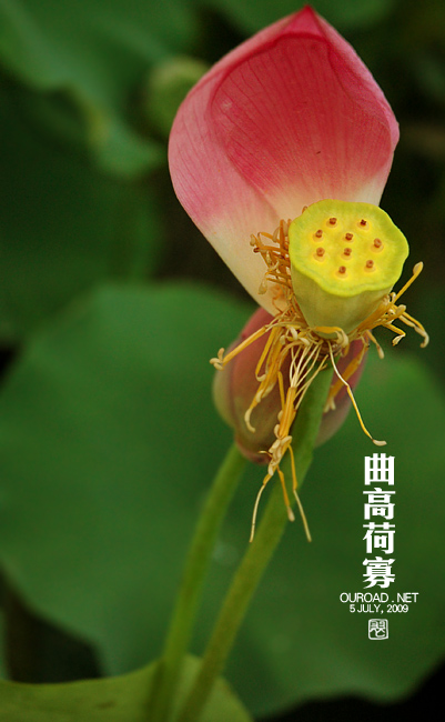 莲荷
