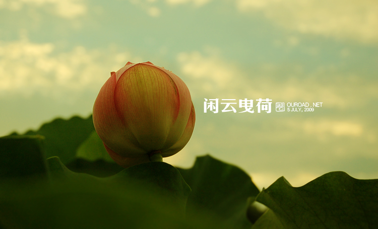 莲荷